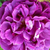 Vijolična - Mahovna vrtnica - William Lobb
